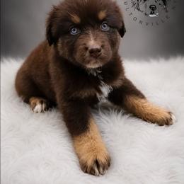 Reese's - Red tri-color female Australian Shepherd puppy in Fultonville, New York from Sandy Aussies & Pomeranians