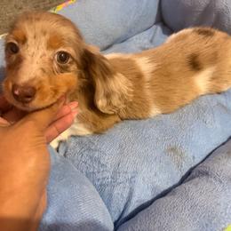 Belle - Dapple female Dachshund puppy in Magnolia, Texas from Carrie’s Countryside Dachshunds