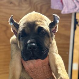 Lime Collar or Teal - Fawn male Cane Corso puppy in Paris, Texas from Knucklehead Cane Corso