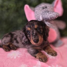 Zyra - Dapple female Dachshund puppy in Centerville, Georgia from Mel's LowRider Ranch