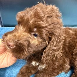 Virginia - Brown and white female Sheepadoodle puppy in Chesapeake, Virginia from Doodle-Cove