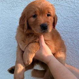 Mushu - Golden male Golden Retriever puppy in Millville, California from Hope Lane Kennels