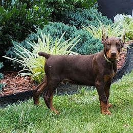 Doberman Pinscher puppies from Ivey League Doberman Kennels
