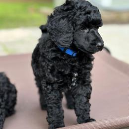 Franz - Black male Poodle puppy in Hartselle, Alabama from Phare Poodles