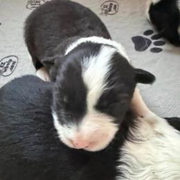 Dooley - Black and white male Border Collie puppy in Lakeview, Michigan from Haven Creek Farm