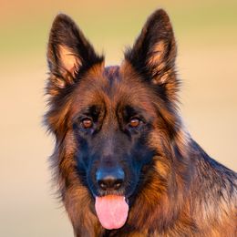Kissy - German Shepherd