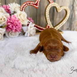 Zara F1b Toy - Red female Cavapoo puppy in Wamego, Kansas from Doodles of Oz