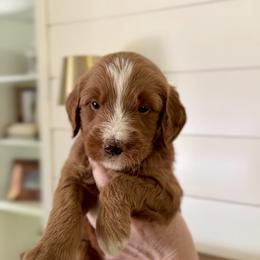 Goldendoodle Puppies from King Family Doodles