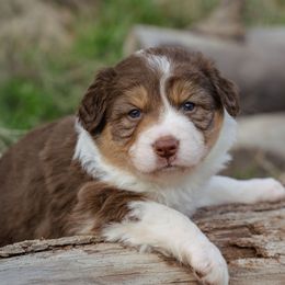 Quinton - White and red male Border Collie puppy in Fresno, California from Alpine Tails