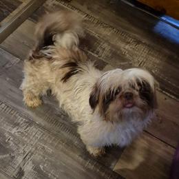 Kahlua - Shih Tzu