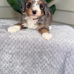 Red - Blue merle male Bernedoodle puppy in Charleston, South Carolina from Palm Belle Doodles