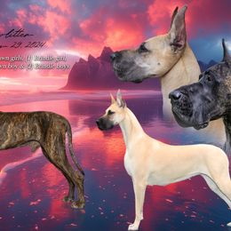Great Danes from Lamona Great Danes