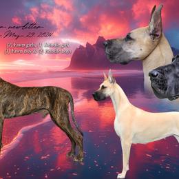 Great Danes from Lamona Great Danes