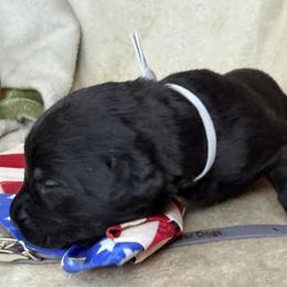 Chase - Black male Labrador Retriever puppy in Grants Pass, Oregon from KnR Antler Dogs ~ Labrador Retrievers & Corgis