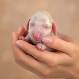 AKC Longhaired Cream Piebald Charlotte - Cream female Dachshund puppy in Los Angeles, California from Sterling Dachshunds