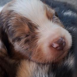SIRIUS- rmm - Red merle male Australian Shepherd puppy in Salem, Arkansas from Patchwork Kennels