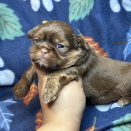 Akc Bentley - Chocolate and tan male Shih Tzu puppy in Roseville, Michigan from Diamond Paws LLC