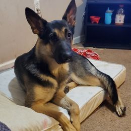German Shepherd Puppies from Sandy’s Shepherds