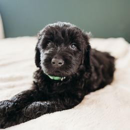 Collins - Black male Labradoodle puppy in Orange, Virginia from Hillcrest Labradoodles