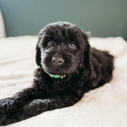 Collins - Black male Labradoodle puppy in Orange, Virginia from Hillcrest Labradoodles