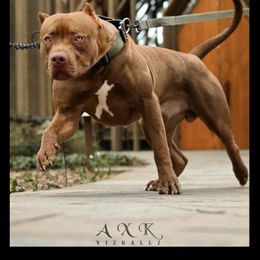 American Pit Bull Terriers from Alpha Xl Kennelz