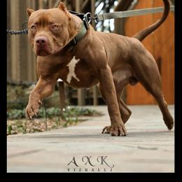 American Pit Bull Terriers from Alpha Xl Kennelz