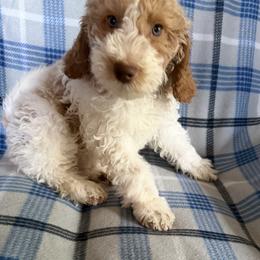 Jimmie - Parti male Goldendoodle puppy in Clementon, New Jersey from Gilder's Goldendoodles