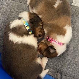 Shetland Sheepdog Puppies from Clark Kennel Shelties