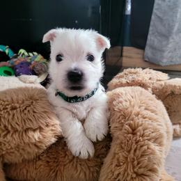 Boy 2 - White male West Highland White Terrier puppy in Cedaredge, Colorado from Bloom Puppies