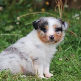 BMM6 - Blue merle male Australian Shepherd puppy in Chehalis, Washington from Wandering Acres Ranch