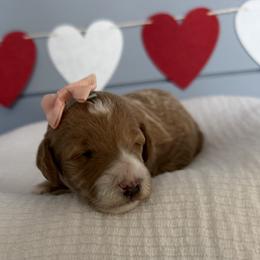 Cindy - Apricot female Goldendoodle puppy in Huntington, Utah from Krispydoodle