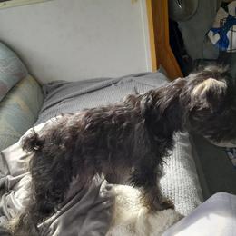 Miniature Schnauzer Puppies from Kelly's Mini Schnauzers