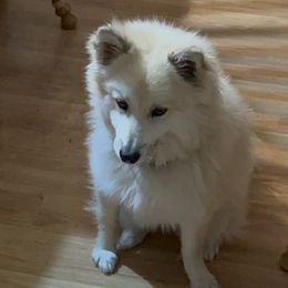 Sophia - American Eskimo Dog
