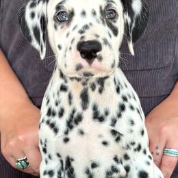 Zion - White and black male Dalmatian puppy in Micanopy, Florida from Fortuna Farms