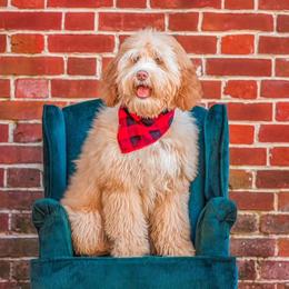 Lady - Australian Labradoodle