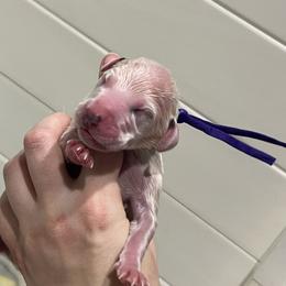 Purple - White and black female Dalmatian puppy in Austin, Texas from Dazzling Dalz