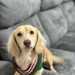 Roshi - Dachshund