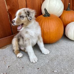 Miniature Australian Shepherd Puppies from Wild Outlaw Aussies