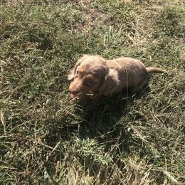 Dachshund Puppies from Hounds by Mishelle