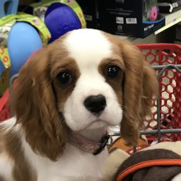 Willow - Cavalier King Charles Spaniel