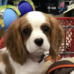 Willow - Cavalier King Charles Spaniel