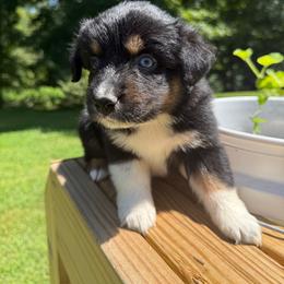 Daisy - Black tri-color female Australian Shepherd puppy in Columbia, Kentucky from Caywood Aussies