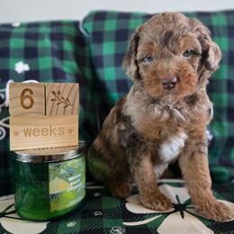 Tulip - Red merle female Aussiedoodle puppy in Prescott Valley, Arizona from Ramirez Family Doodles