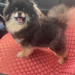 Lilo - Pomeranian