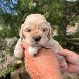 Boy 4 - Buff male Cocker Spaniel puppy in Trinidad, Colorado from Sweet Cockers