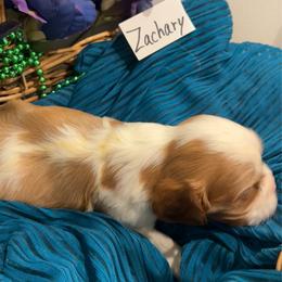 Zachary - Blenheim male Cavalier King Charles Spaniel puppy in St. George, Maine from Cloud Nine Cavaliers