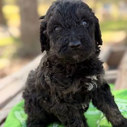 Toffee - Phantom male Poodle puppy in Poplarville, Mississippi from Southern Belle Poodles