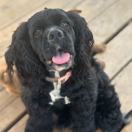 Blackie - Cocker Spaniel