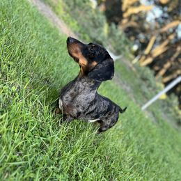 Rip - Dachshund
