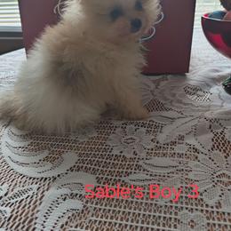 Sable's Boy 3 - Cream sable parti male Pomeranian puppy in Tabor City, North Carolina from Southern Palmetto Pomeranians